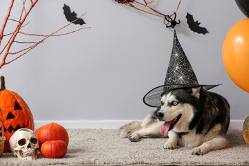 Cute husky dog in witch hat with Halloween decorations lying on floor near grey wall © Pixel-Shot