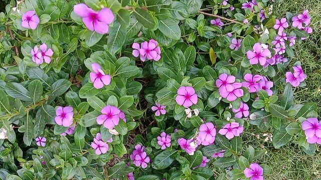 Close up of pink periwinkle flowers blooming in a pot