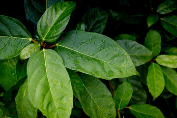 Fototapeta premium abstract green leaf texture, nature background, tropical leaf for natural background and wallpaper concept