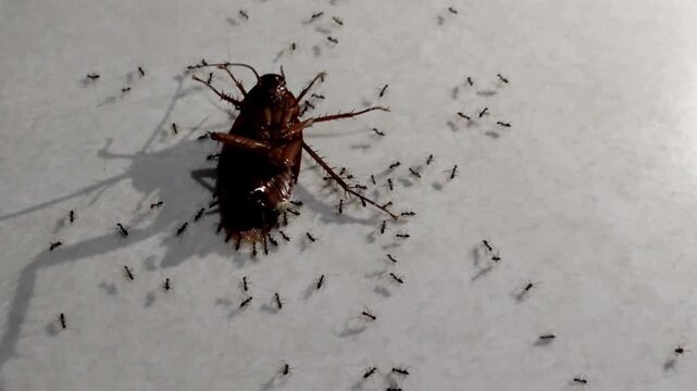 A pitiful cockroach lay dying, awaiting its end; several ants were seen swarming around it.