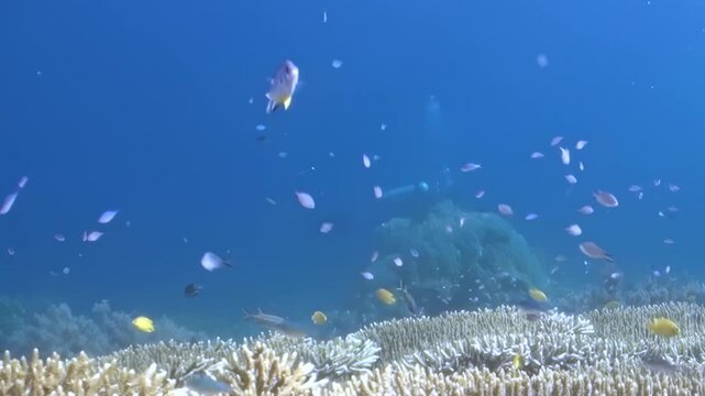 Underwater Coral Tables Creating a Layered Reef Scene. Layered table-shaped coral colonies extend across the seabed, with passing reef fish adding scale to the habitat.