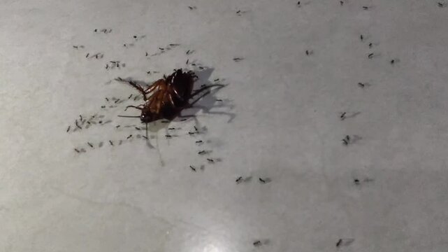 A pitiful cockroach lay dying, awaiting its end; several ants were seen swarming around it.