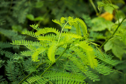 Young leaves of a tree called acacia. on a dark background, nature, tropical leaves