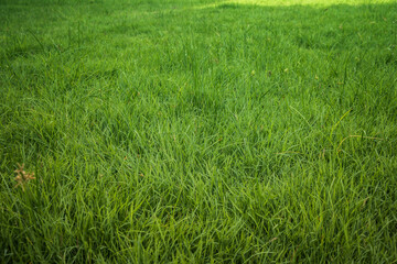 Fototapeta premium beautiful fresh green grass for wallpaper and backdrop