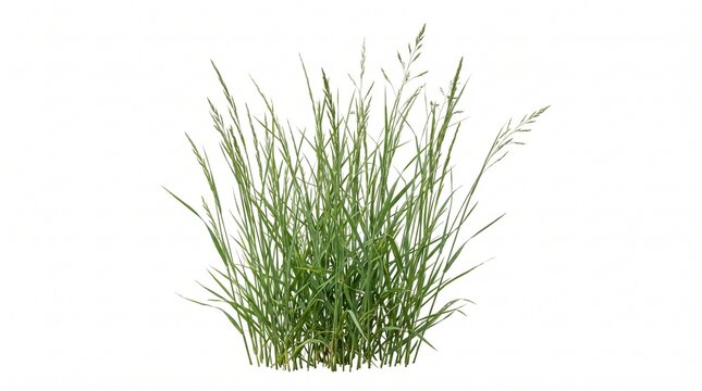 Isolated Wild Green Grass Blades Asset Cutout for Archviz Render
