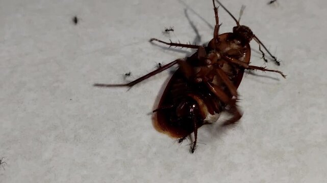 A pitiful cockroach lay dying, awaiting its end; several ants were seen swarming around it.
