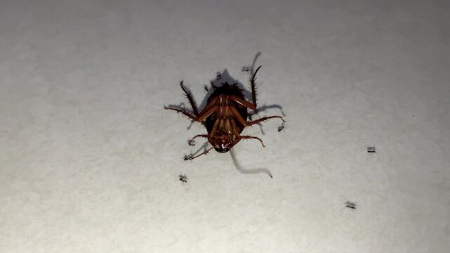 A pitiful cockroach lay dying, awaiting its end; several ants were seen swarming around it.