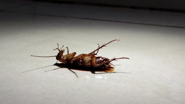 The poor cockroach, dying and waiting for the end.