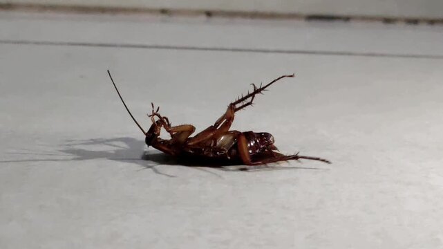 The poor cockroach, dying and waiting for the end.