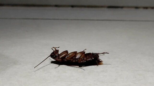 The poor cockroach, dying and waiting for the end.