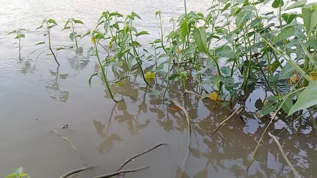Wild ipomoea carnea bushes growing along a flowing river with muddy water