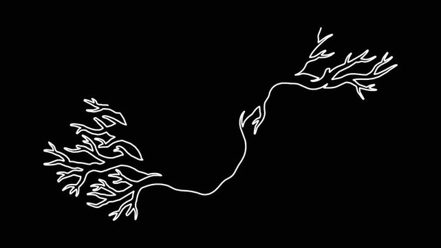 Abstract white line drawing of organic branching structures growing and morphing on black background digital motion graphic.