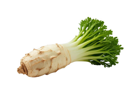 Fresh celeriac root with green stalks