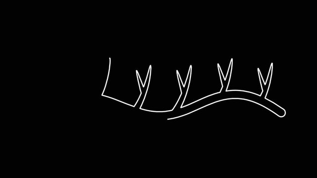 Abstract white line drawing growing into organic branch structure on black background motion graphic design element video.