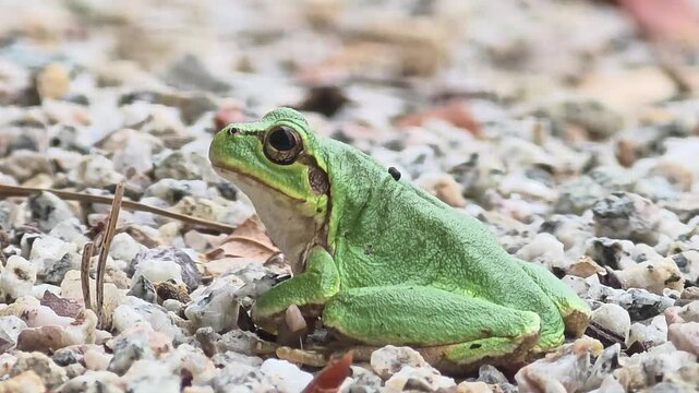Profile View of Green Tree Frog Facing Left on Gravel Ground.4k.HD