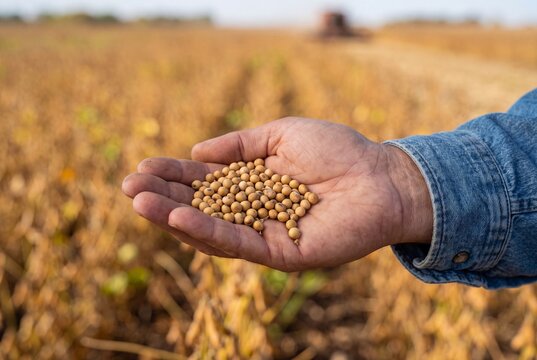 Close Up of Farmer Holding Harvested Soybean Seeds in Autumn Field