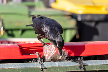 Obraz premium Photograph of an Australian Raven black bird scavenging for food while standing on the lid of a large rubbish bin in a carpark in the Western Sydney town of Penrith in New South Wales, Australia