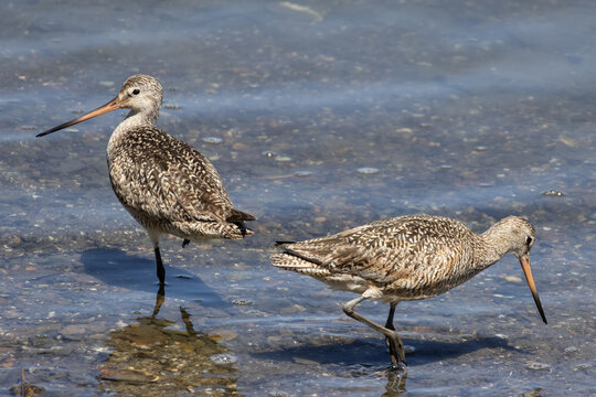 marbled godwits standing next to the shore eating 