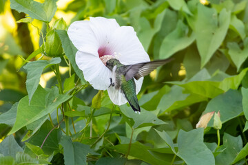 ruby-throated hummingbird getting nectar from a flower  © Yifeng