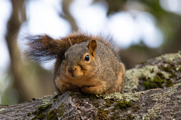 cute fox squirrel sitting on the tree  © Yifeng