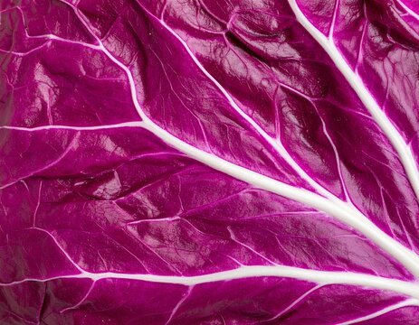 Close-up of vibrant purple and white veined leafy vegetable with detailed texture