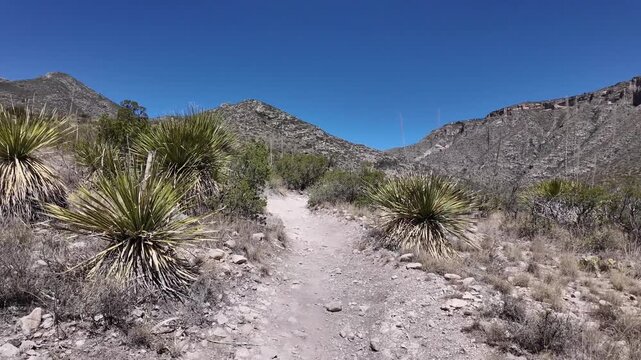 Desert hiking trail with yucca plants and mountains.
