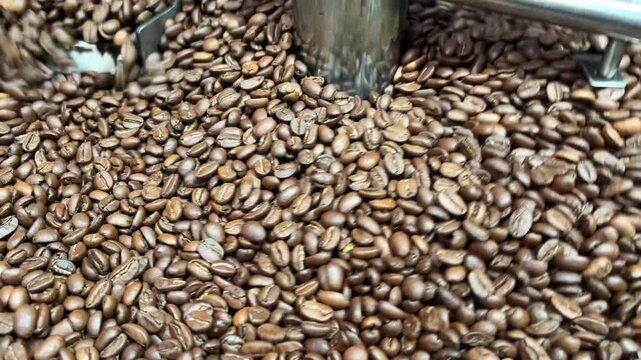 Fresh roasted coffee beans spinning in a professional roaster. Coffee Beans Roasting in Industrial Machine. 