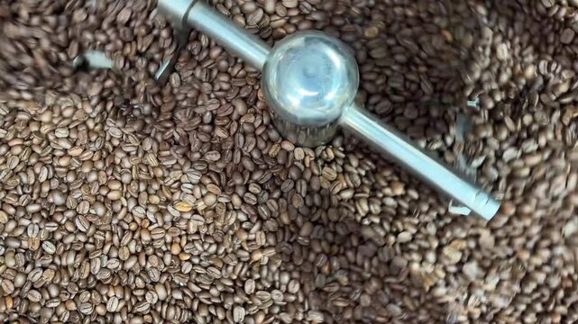 Fresh roasted coffee beans spinning in a professional roaster. Coffee Beans Roasting in Industrial Machine. 