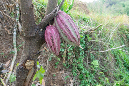 Fresh red cacao pods growing on cocoa tree branch in plantation at Malang, East Java, Indonesia