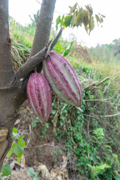 Fresh red cacao pods growing on cocoa tree branch in plantation at Malang, East Java, Indonesia