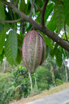 Fresh red cacao pods growing on cocoa tree branch in plantation at Malang, East Java, Indonesia