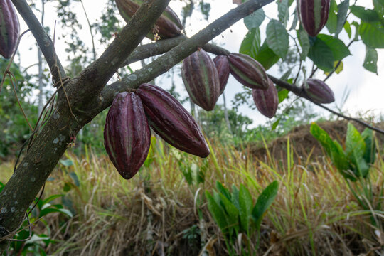 Fresh red cacao pods growing on cocoa tree branch in plantation at Malang, East Java, Indonesia