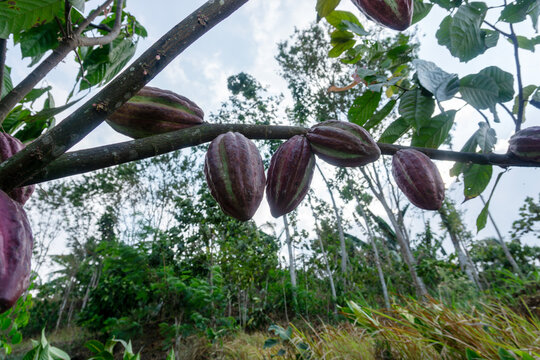Fresh red cacao pods growing on cocoa tree branch in plantation at Malang, East Java, Indonesia