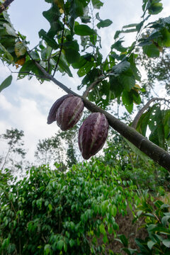 Fresh red cacao pods growing on cocoa tree branch in plantation at Malang, East Java, Indonesia