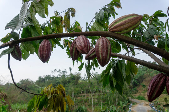 Fresh red cacao pods growing on cocoa tree branch in plantation at Malang, East Java, Indonesia