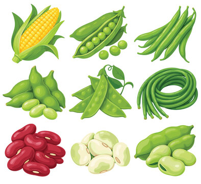 Legume Vegetable Icon Set for Healthy Food Packaging Mockup