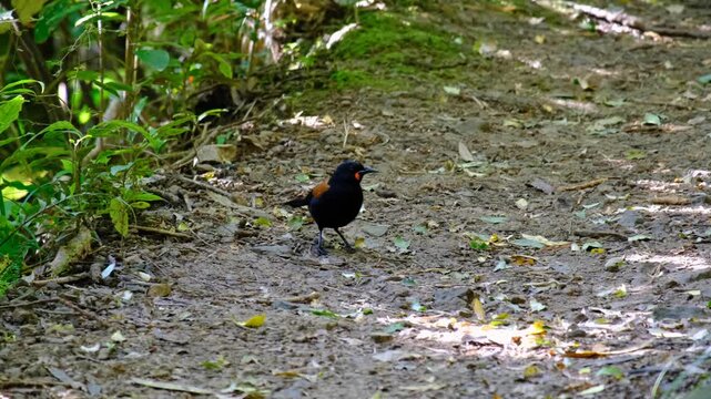 Rare Tīeke saddleback bird wattlebird family foraging on forest trail in Wellington, New Zealand Aotearoa