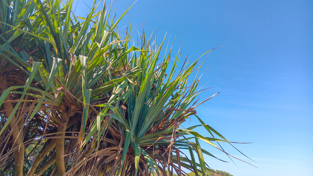 Tropical pandanus trees with green leaves against a clear blue sky on a sunny day