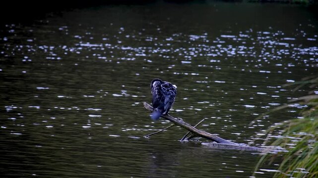 Solo Pied shag Kāruhiruhi Phalacrocorax varius native bird cleaning and grooming on tree branch over lake in New Zealand Aotearoa