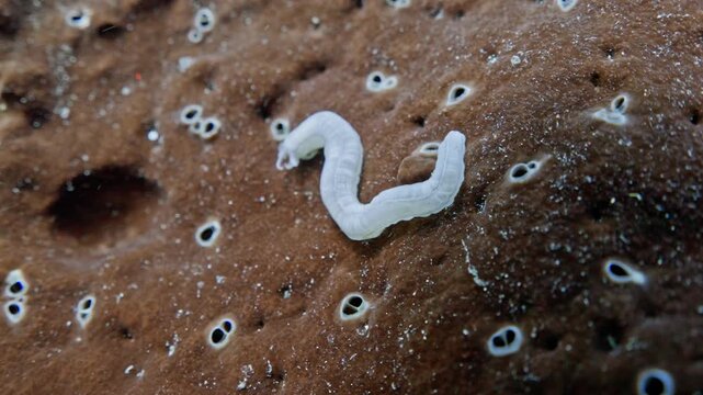 Worm on Coral Reef &mdash; Macro Underwater Marine Life Footage