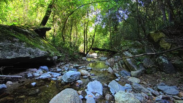 Rocky forest stream beneath arching trees and moss covered stones