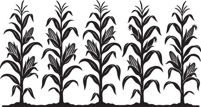 Black Corn Plants Silhouette with Ears and Leaves Isolated on White Background