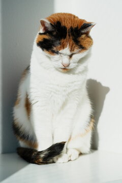 白い部屋の角で目を閉じてうつむき前足の前でしっぽを巻く三毛猫の縦位置