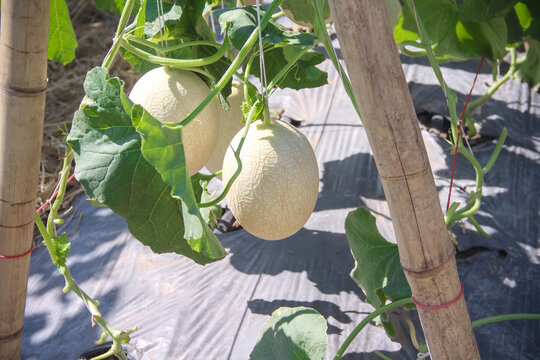 Fresh green melon fruit hanging