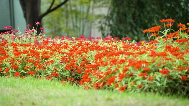cinematic panning shot revealing a vibrant bed of blooming orange flowers in a lush green park with a blurred foreground object and soft background bokeh