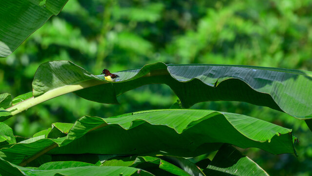 Purple-rumped sunbird bathing in rainwater collected on a banana leaf
