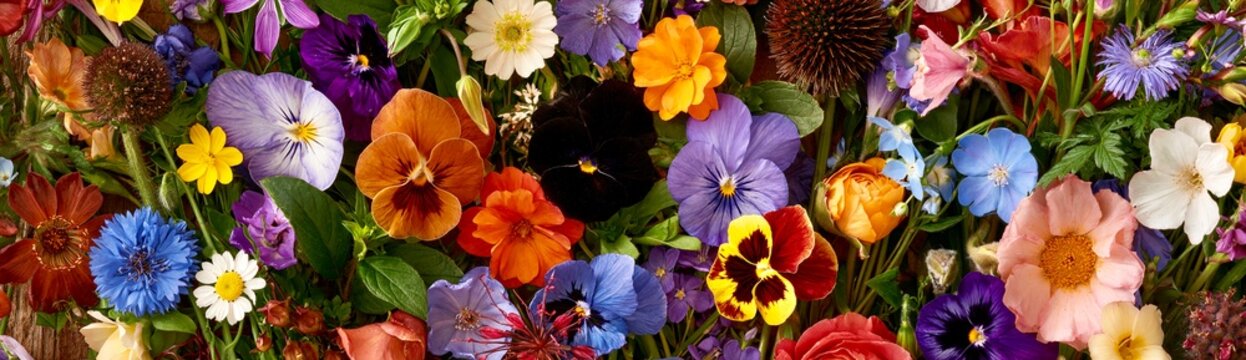 Colorful Wildflower Garden and Pansy Floral Background Banner