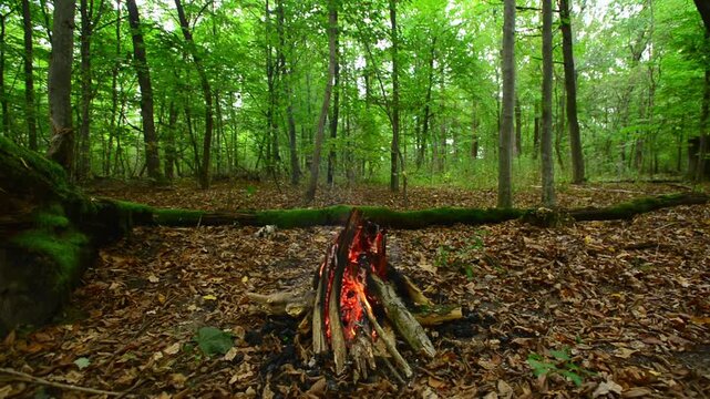Tepee campfire burning on forest ground with tall trees background. Seamless loop background visual asset featuring autumn woodland scenery and vibrant glowing timber embers.