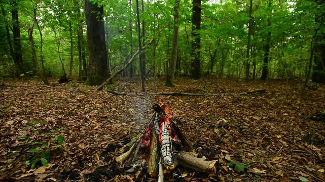 Wide shot of tepee campfire burning in deep green woodland. Seamless loop background visual asset featuring natural timber logs and glowing hot charcoal outdoors.