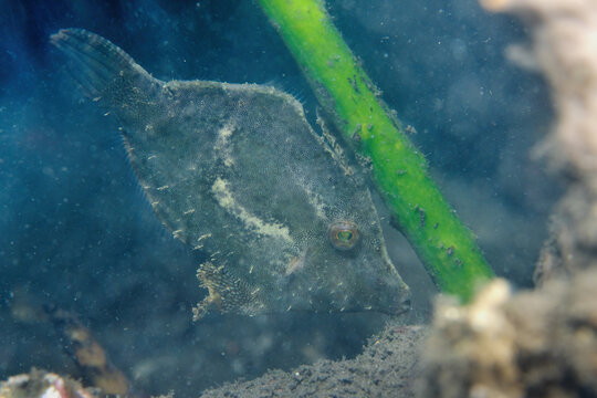 Bristle-tail filefish, Acreichthys tomentosus, in Tufi fjords, Papua New Guinea, small, slow-moving tropical marine fish with exceptional ability to change color and skin texture for camouflage